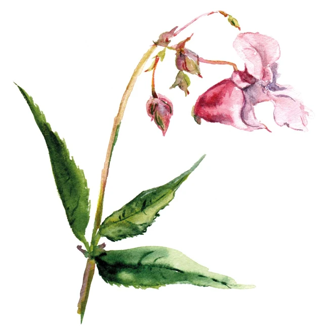 Impatiens (Drüsentragendes Springkraut)