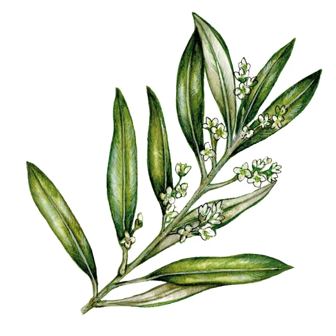 Bachblüte Olive