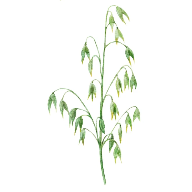 Wild Oat (Waldtrespe)