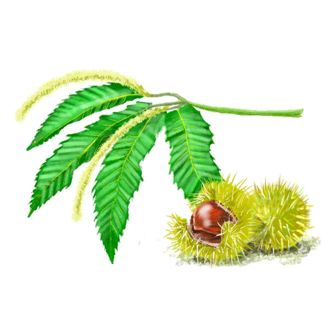 Bachblüte Sweet Chestnut