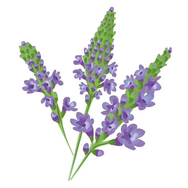 Vervain (Eisenkraut)