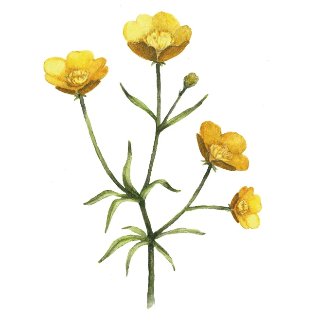 Rock Rose (Sonnenröschen)